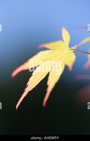 Japanischer Ahorn Blatt Acer palmatum Stockfoto