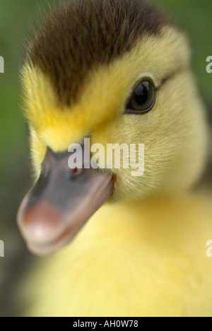 Entlein Stockfoto