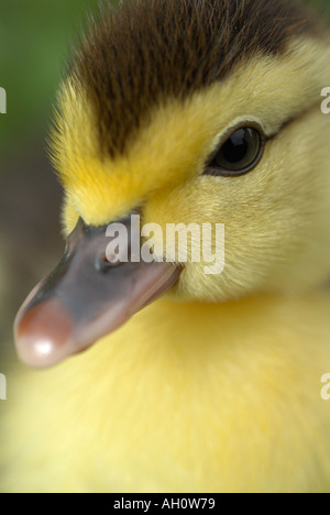 Entlein Stockfoto