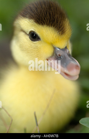 Entlein Stockfoto