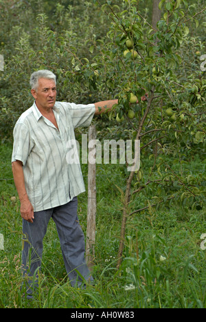 Landwirtschaft zeigt Birnenbäume in einem Bio-Obstgarten Stockfoto