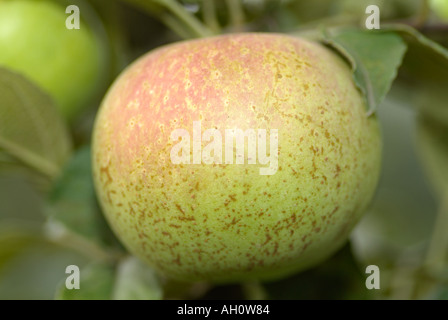 Apfelanbaus in einem Obstgarten Stockfoto