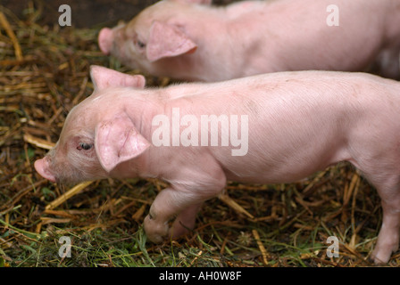Baby Ferkel in einem Schweinestall auf einem Bauernhof Stockfoto