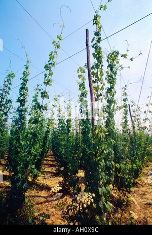 Hopfen Wächst Goudhurst Kent England Stockfoto