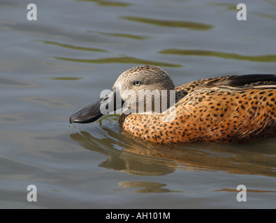 Argentinische rote Löffelenten, Anas platalea Stockfoto