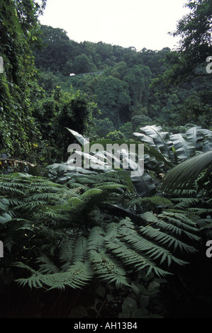 Martinique-Regenwald entlang der Route De La Trace in der Nähe von Balata Garten Stockfoto