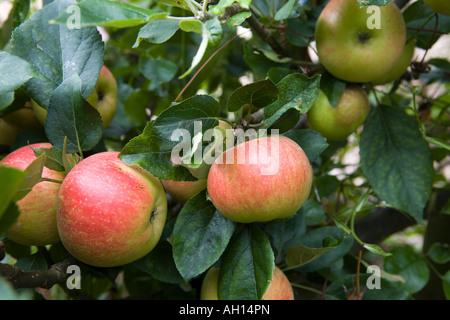 Reife rote und grüne Äpfel an einem Baum in Lincolnshire England Stockfoto
