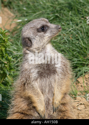 Erdmännchen in Wingham Wildpark Wingham Kent England Stockfoto