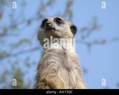 Erdmännchen in Wingham Wildpark Wingham Kent England Stockfoto