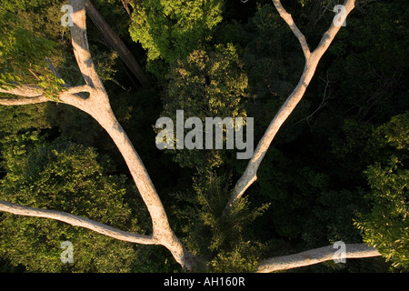 Canopy 50m über den Amazonas-Dschungel Stockfoto