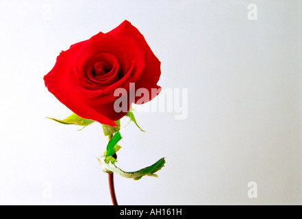 Valentinstag rote rose gegen eine Weile Hintergrund Stockfoto