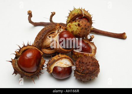 Kastanien auf weißem Hintergrund Die Rosskastanien wissenschaftliche Name ist Aesculus hippocastanum Stockfoto