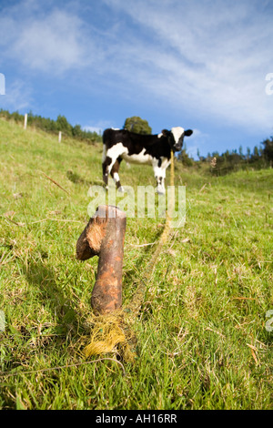 Eine kolumbianische Kuh angebunden an einen Pfahl Stockfoto