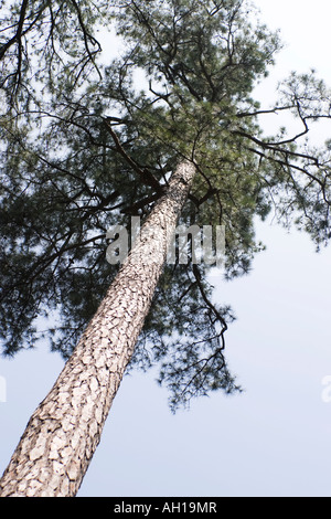 An einem Baum Loblolly Kiefer Pinus Taeda nachschlagen Stockfoto