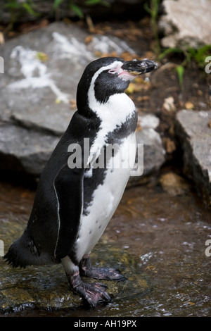 Humboldt-Pinguin Spheniscus Humboldti The Humboldt-Pinguin ist entlang der Küste von Chile und Peru gefunden. Stockfoto