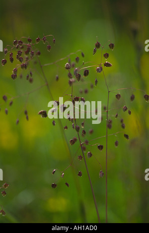 Bebende Grass Briza media Stockfoto