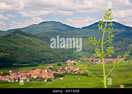 Weinberge und Dörfer im Elsass Frankreich Stockfoto