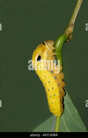 Spicebush Schwalbenschwanz Papilio Troilus, Raupe im letzten prepupal Instar.  Schlange zu imitieren, mit gefälschten Auge-spots Stockfoto