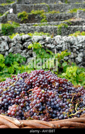 Weinlese in Santa Maria Insel Azoren Inseln Portugal Stockfoto