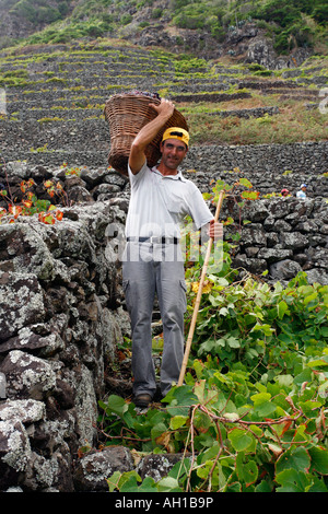 Weinlese in Santa Maria Insel Azoren Inseln Portugal Stockfoto