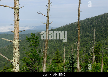 Toten Fraser-Tanne, Abies Fraseri, Bäume - Opfer der Balsam Wooly Adelgid, Clingmans Kuppel, Great Smoky Mountains National Park Stockfoto