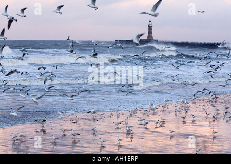 Seevögel Beflockung bei Sonnenuntergang vor einem rosa Meer bei Roker, Sunderland Stockfoto