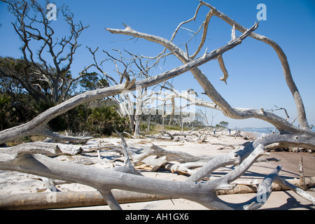 Treibholz am Strand Amelia Island Florida Vereinigte Staaten von Amerika Stockfoto