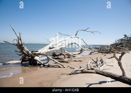 Treibholz am Strand Amelia Island Florida Vereinigte Staaten von Amerika Stockfoto