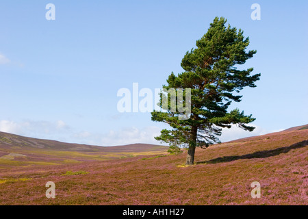 Ling Heather in Flower Scotland; Scottish Moors und Single Caledonian Pine Trees Mar Lodge Estate, Braemar Cairngorms (Cairngorm) National Park, Großbritannien Stockfoto