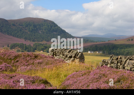 Heather in Blume Schottland - Schottisches Heidekraut Mauren und Caledonian Pine trees Mar Lodge Estate, Braemar, Cairngorm National Park Stockfoto