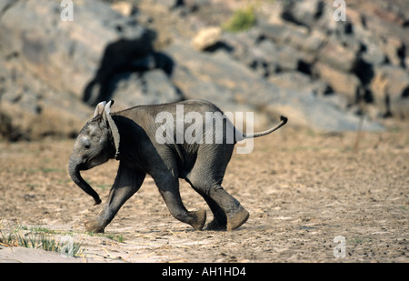 Baby Elefant Kalb Hoarusib River Purros Kaokoveld Namibia Afrika Stockfoto