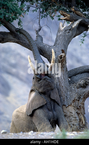 Wüste angepasst Elefanten Stier Loxodonta Africana erreichte für Hülsen von Ana Baum Hoanib Fluss Damaraland Namibia Stockfoto