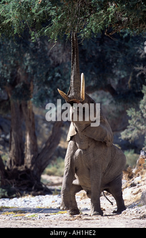 Wüste angepasst Elefanten Stier Loxodonta Africana erreichte für Hülsen von Ana Baum Hoanib Fluss Damaraland Namibia Stockfoto