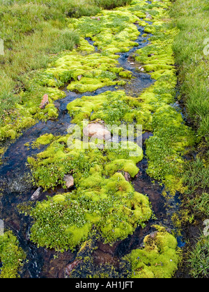 grünen Moos in großen Höhen in der Deosai-Plains-Nationalpark-Pakistan Stockfoto