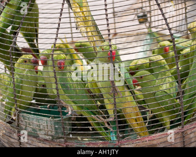 Sittiche für Verkauf in den Märkten von Rawalpindi Pakistan Stockfoto