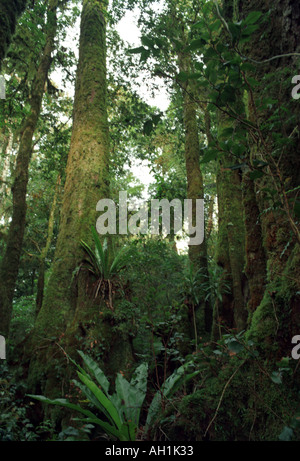 Alten antarktische Buche Nothofagus Mooreii Süd-Queensland-Australien Stockfoto