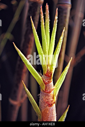 Phyllostachys Nigra schwarz laufen Bambus jungen Trieb Konzept Foto Stockfoto