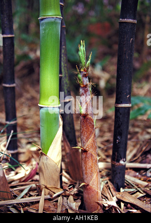 Phyllostachys Nigra schwarz laufen Bambus jungen Trieb Konzept Foto Stockfoto