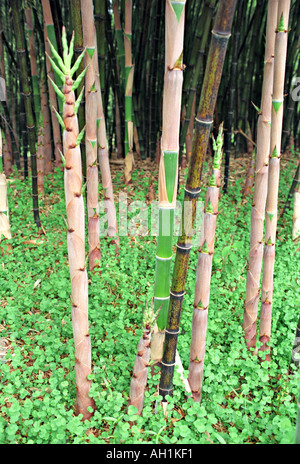 Phyllostachys Nigra schwarz laufen Bambus jungen Trieb Konzept Foto Stockfoto