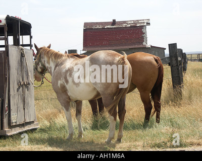 Zwei Pferde, die Rückseite des Anhängers befestigt Stockfoto