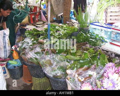 Orchideen für den Verkauf in den Chatuchak Markt Thailand Asien Stockfoto