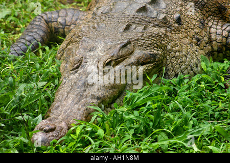 Riesen Krokodil ruht auf dem grünen Rasen auf einer Flussseite in Panama Mittelamerika Stockfoto