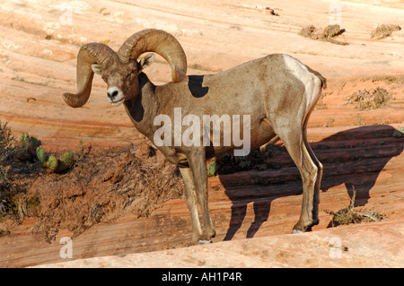 Stock Foto eine Wüste Bighorn Schafe (Ovis Canadensis Mexicana) RAM stehend auf Slickrock, Süd-Utah. Stockfoto