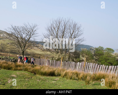 Typische Trockenmauer stehen aufrechtere Schieferplatten auf ländlichen Ackerflächen in Snowdonia National Park North Wales UK Stockfoto