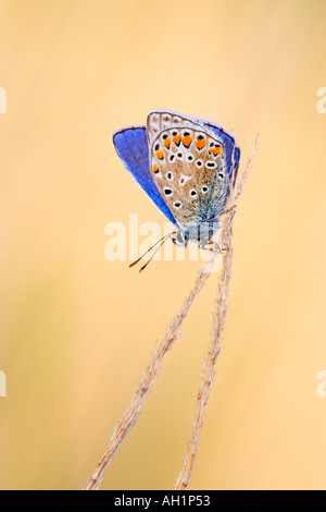 Gemeinsamen blau (Polyommatus Icarus) auf Rasen Kopf am frühen Morgen mit schönen entschärfen Hintergrund Potton bedfordshire Stockfoto