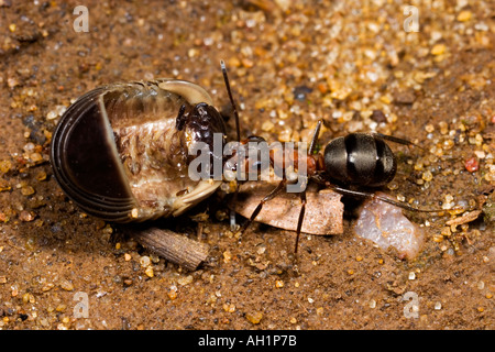 Holz Ameise Formica Rufa Rücknahme Holz Schwein für Lebensmittel Maulden Holz Bedfordshire Nest Stockfoto