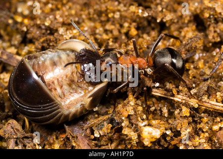 Holz Ameise Formica Rufa Rücknahme Holz Schwein für Lebensmittel Maulden Holz Bedfordshire Nest Stockfoto