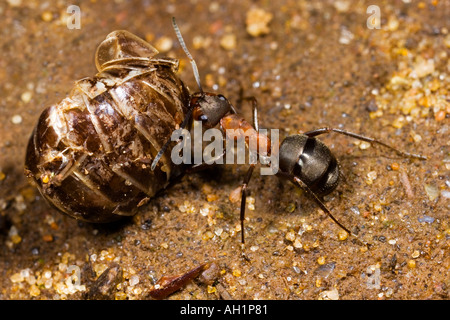 Holz Ameise Formica Rufa Rücknahme Holz Schwein für Lebensmittel Maulden Holz Bedfordshire Nest Stockfoto