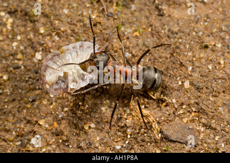 Holz Ameise Formica Rufa mit Nahrungsmitteln zurück zum Maulden Holz Bedfordshire verschachteln Stockfoto