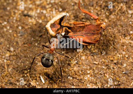 Holz Ameise Formica Rufa mit Nahrungsmitteln zurück zum Maulden Holz Bedfordshire verschachteln Stockfoto